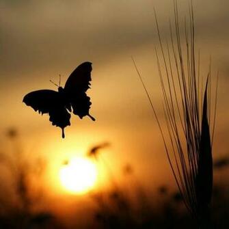 Lesson A Meaningless World Engenders Fear Butterfly