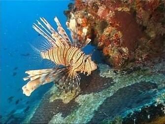 Cabbage Coral Picture Underwater Wallpaper National
