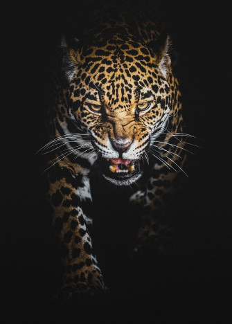 Jaguars Wallpaper