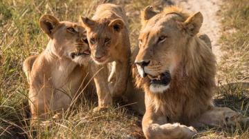 Lion Family Pictures Image