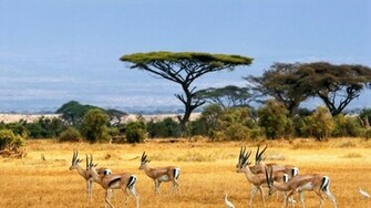Africa Wallpaper HD Background