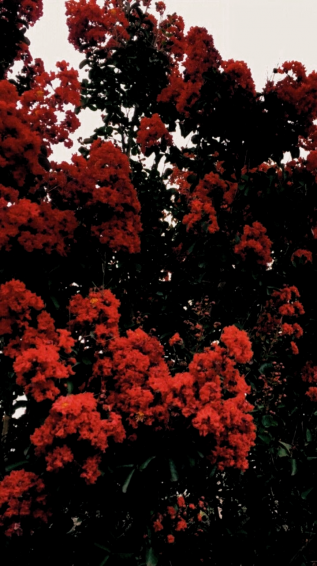 Red Flowers Wallpaper