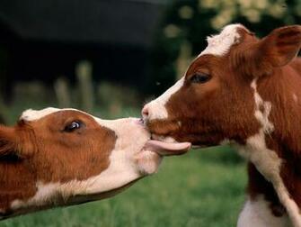 Cow Wallpaper