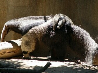 Animals Anteater Wallpaper