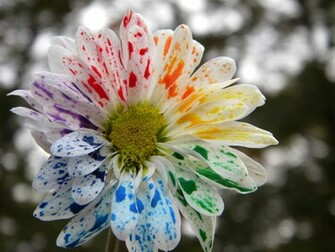 HD Wallpaper U Best Rainbow Flower