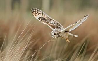Field Bird Owl Flying Wallpaper Magic4walls