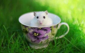 Funny Hamster Wallpaper