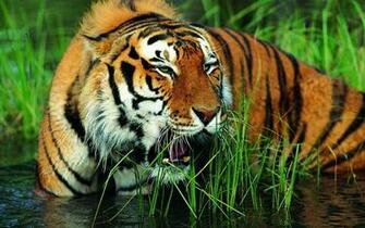 HD Background Gorgeous Wallpaper Tiger