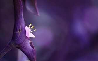 Violet Flower HD Wallpaper Flowers