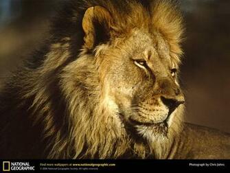 Pics Photos Lion Head Wallpaper