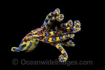 Blue Ring Octopus Wallpaper Image Pictures Becuo