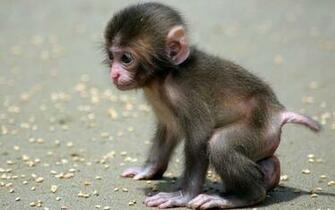 Baby Monkeys Wallpaper