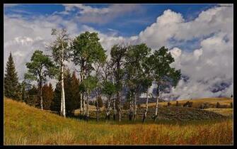 Wallpaper Store On Stores Trees Widescreen