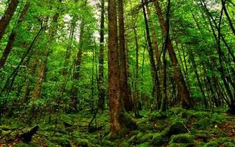 Trippy Forest Wallpaper Image