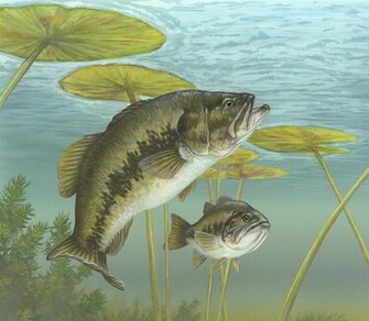 Smallmouth Bass Wallpaper Largemouth Bas