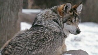 Best Top Desktop Beautiful Wolfs Wallpaper HD Wolf Pictures