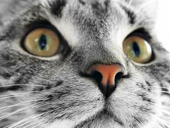 HD Desktop Wallpaper For Widescreen High Definition