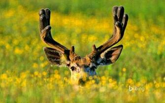 Mule Deer Buck In Jasper National Park Alberta Canada Windowscenter