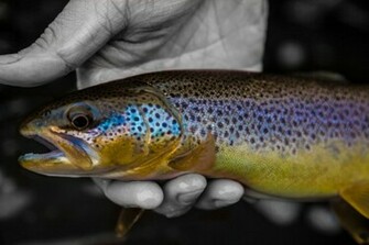 Brown Trout Wallpaper