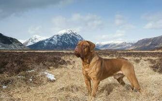 Photos Dogue De Bordeaux Dogs Mountain Sky Grass Dry Animals