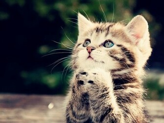 Cute Kitten Desktop Pc And Mac Wallpaper