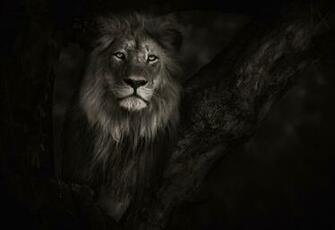 Aberrant Beauty Case Lion Wallpaper HD