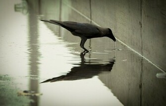Crow High Quality Wallpaper Design You Trust Culture