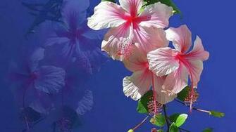 Happy Spring Miss Kate Wallpaper HD