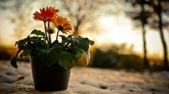Cute Flower Pot Wallpaper
