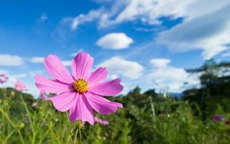 Beautiful Pink Cosmos Wallpaper