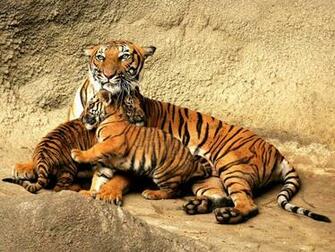 1001archives The Royal Bengal Tiger Endangered Species