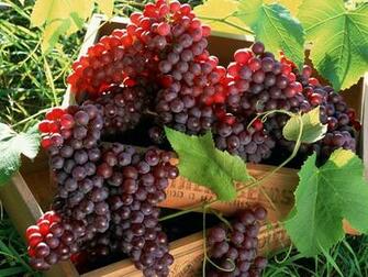 Tag Red Grapes Wallpaper Image Photos Pictures And Background