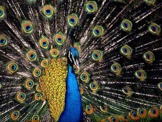 One Of The Most Ostentatiously Adorned Creatures On Earth Peacock