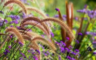 Autumn Flower Meadow Background Wallpaper