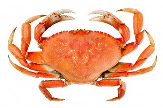 Dungeness Crab Top Wallpaper