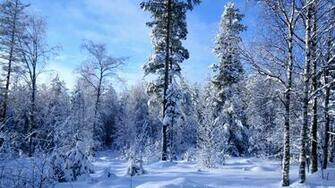 Winter Forest Snow Much Wallpaper Desktop