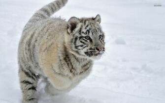 White Tiger Cub In The Snow Wallpaper Animal