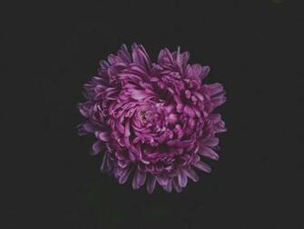 Aster Flower Purple Dark Background Toppng