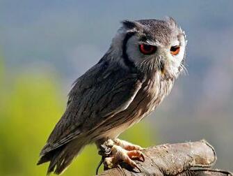 Related Pictures Flying Owl HD Wallpaper