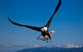 HD Eagles Wallpaper And Photos Animals