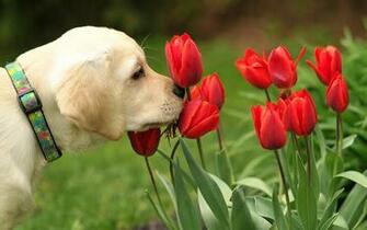 Labrador Retriever Computer Wallpaper Desktop Background