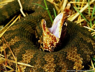 Wallpaper Snake HD