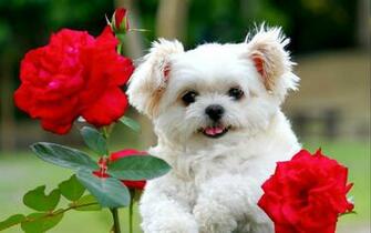 Beautiful HD Puppies Dog Wallpaper Jpg