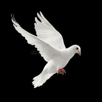 Flying Pigeon White Dove Isolated On Black Background
