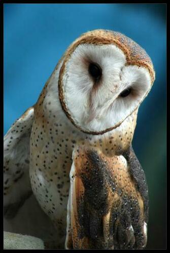 Barn Owl Again By Ladynightseduction