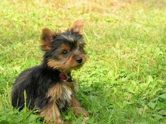 Mini Yorkie Puppy Wallpaper