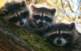Ultra HD Raccoon Wallpaper 67vxl9b 4usky