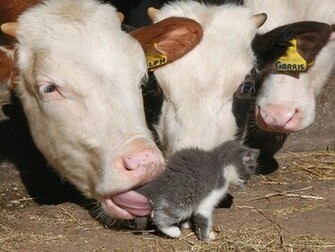 Funny Cow Pictures To Make Your Day Dump