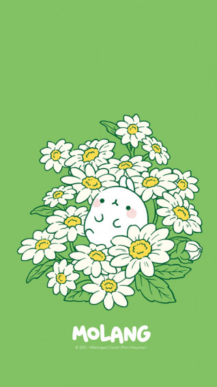 Molang Flower Wallpaper Discover The Daisy Of