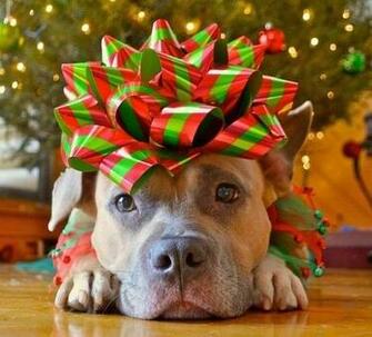 Pit Bull Animals Are Precious